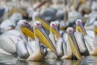 fotografie/birds/Ethiopia_Great white pelicans_t.jpg